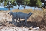 Zakynthos kleine geitjes in de schaduw